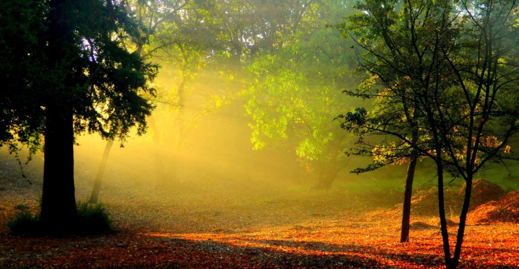 Nature___Seasons___Autumn_The_light_of_the_sun_through_a_fog_053436_