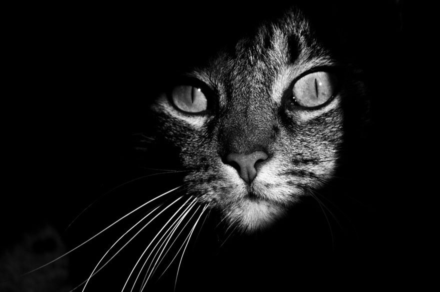 mysterious-cat-photography-black-and-white-1-57bffb43091ee__880