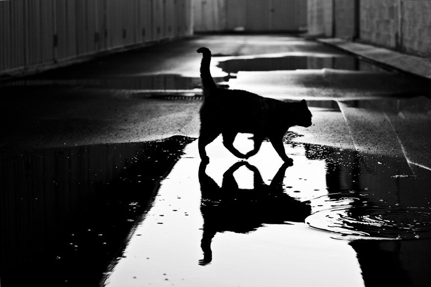 mysterious-cat-photography-black-and-white-20-57bffb077ad7b__880