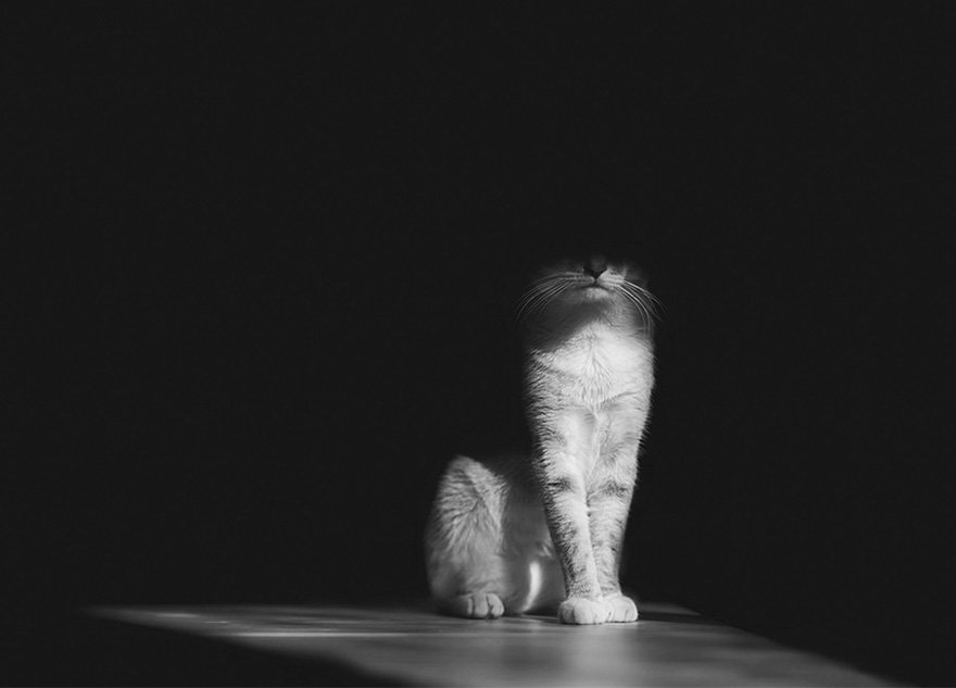 mysterious-cat-photography-black-and-white-28-57bffb1762bfc__880