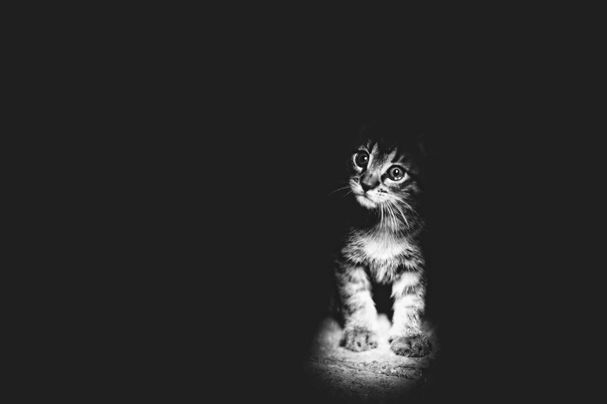 mysterious-cat-photography-black-and-white-41-57bffb3592e68__880