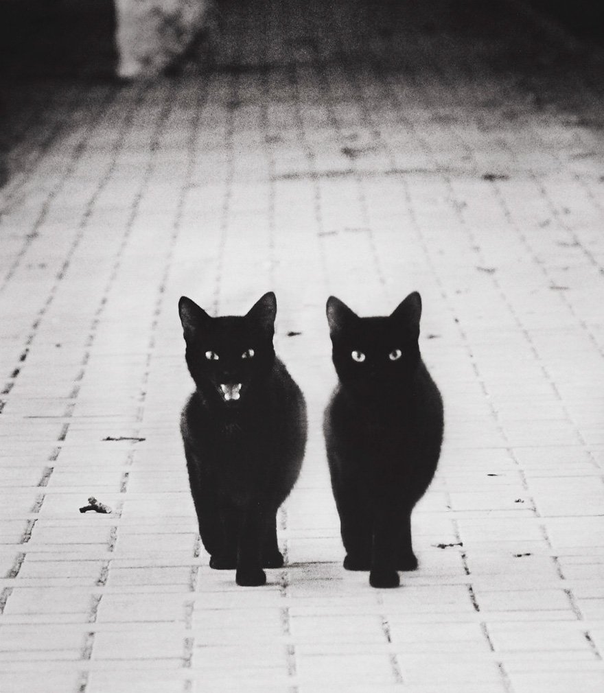 Чёрная кошка в отражении
