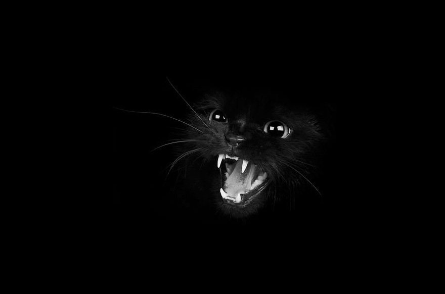 mysterious-cat-photography-black-and-white-60-57c03e9752c9d__880