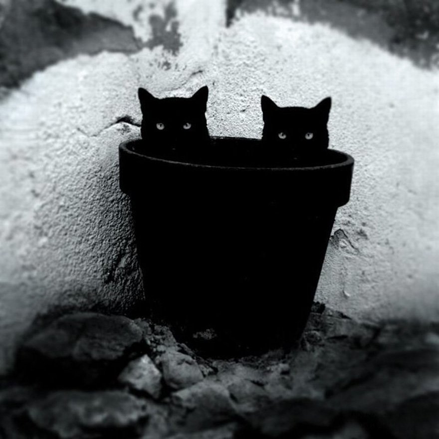 mysterious-cat-photography-black-and-white-67-57c582ace3860__880